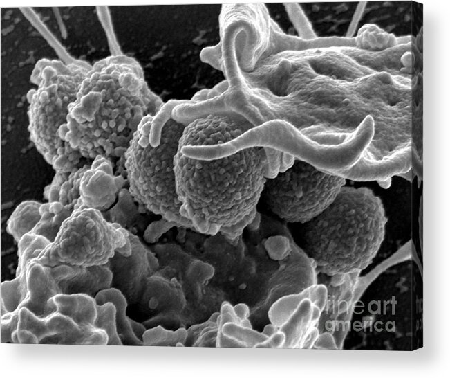 Microbiology Acrylic Print featuring the photograph Methicillin-resistant Staphylococcus #23 by Science Source