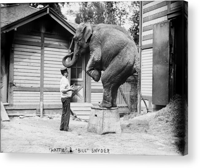 1900s Acrylic Print featuring the photograph Bill Snyder, Elephant Trainer #3 by Everett