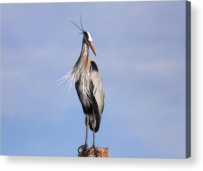  Acrylic Print featuring the photograph Blue Heron #4 by Jeanne Andrews