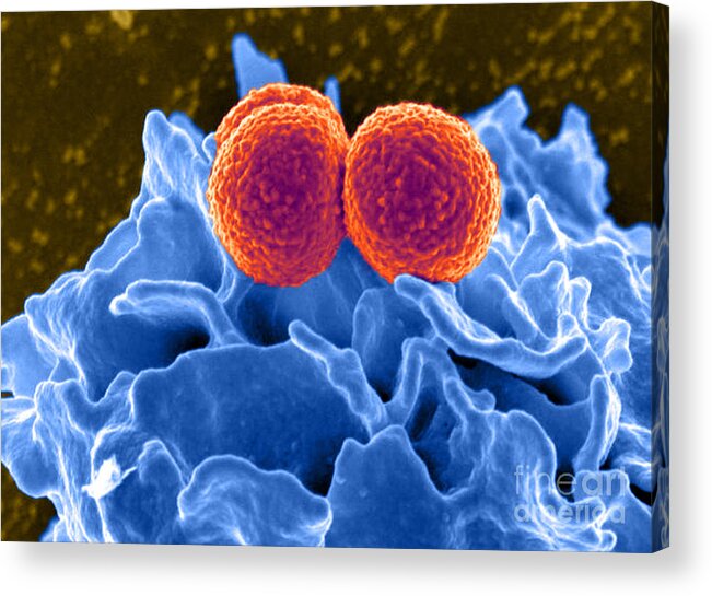 Microbiology Acrylic Print featuring the photograph Methicillin-resistant Staphylococcus #45 by Science Source