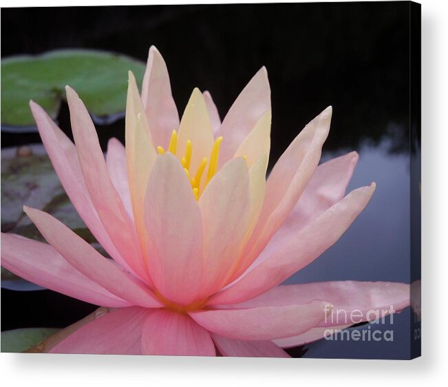 Pink Acrylic Print featuring the photograph A Pink Water Lily by Chad and Stacey Hall