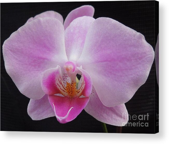 Orchid Acrylic Print featuring the photograph An Orchid by Chad and Stacey Hall