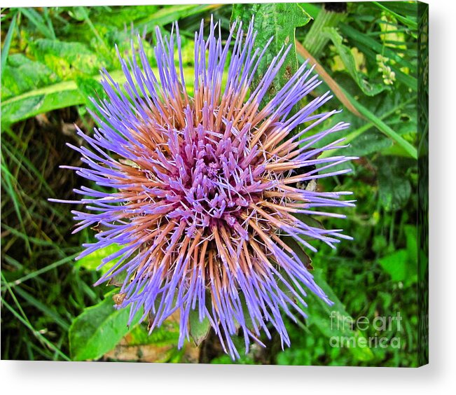 Nature Acrylic Print featuring the photograph Artichoke Blossom by Sean Griffin