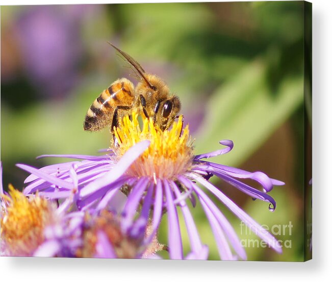 Bee Acrylic Print featuring the photograph Aster Loving Honey Bee by Robert E Alter Reflections of Infinity LLC