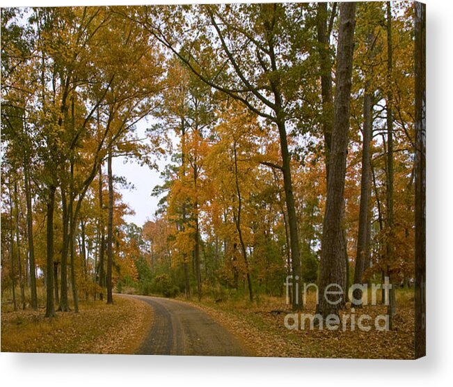 Jamestown Acrylic Print featuring the photograph Autumn Road Colors by Tim Mulina