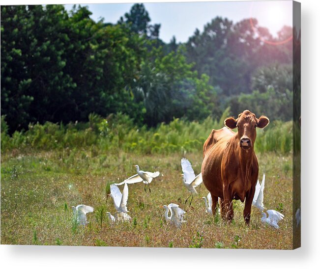 Cow Acrylic Print featuring the photograph Bessy by Tammy Lee Bradley
