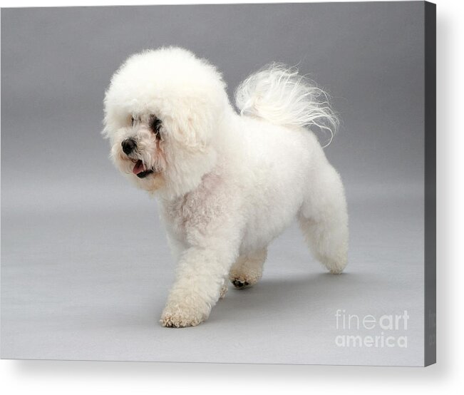 Dog Acrylic Print featuring the photograph Bichon Frise by Jane Burton