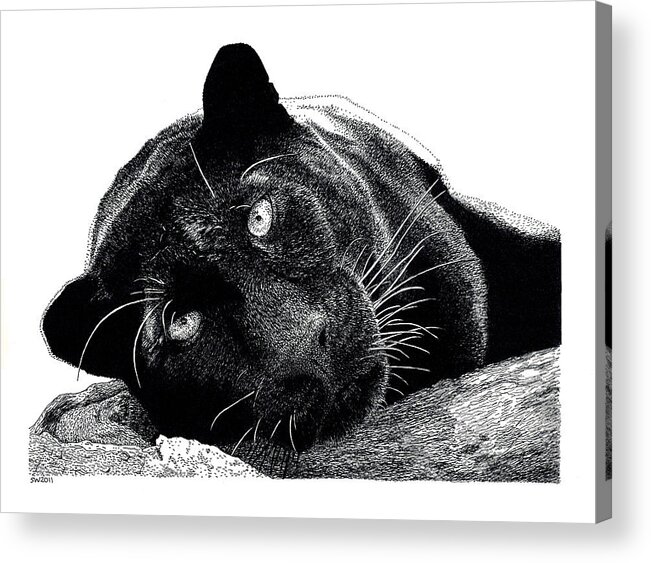 Black Panther Acrylic Print featuring the drawing Black Panther by Scott Woyak