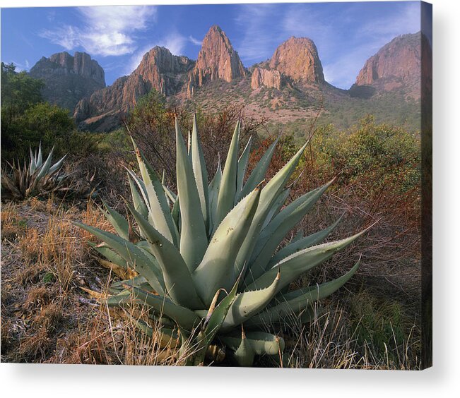 00175728 Acrylic Print featuring the photograph Chisos Agave And The Chisos Mountains by Tim Fitzharris