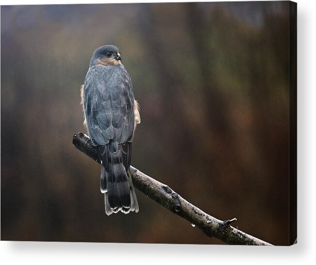 Hawk Acrylic Print featuring the photograph Coopers Hawk by Sue Capuano