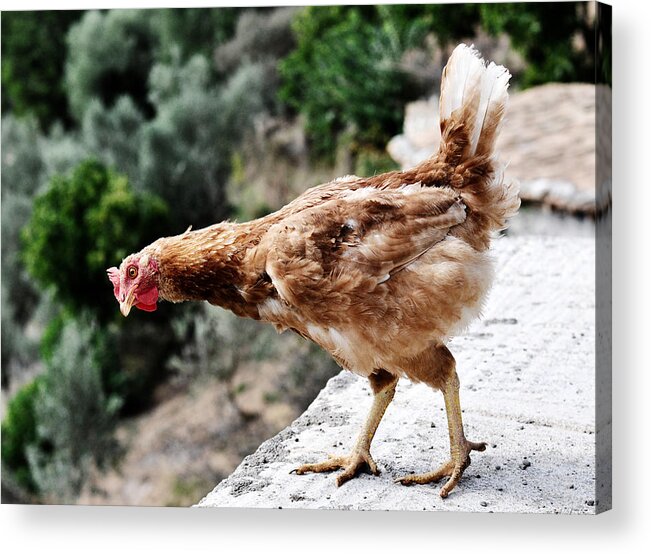 Curious Acrylic Print featuring the photograph Curious hen by Laura Melis