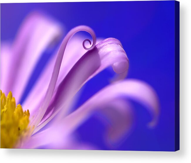 Pink Acrylic Print featuring the photograph Curl by Al Hurley
