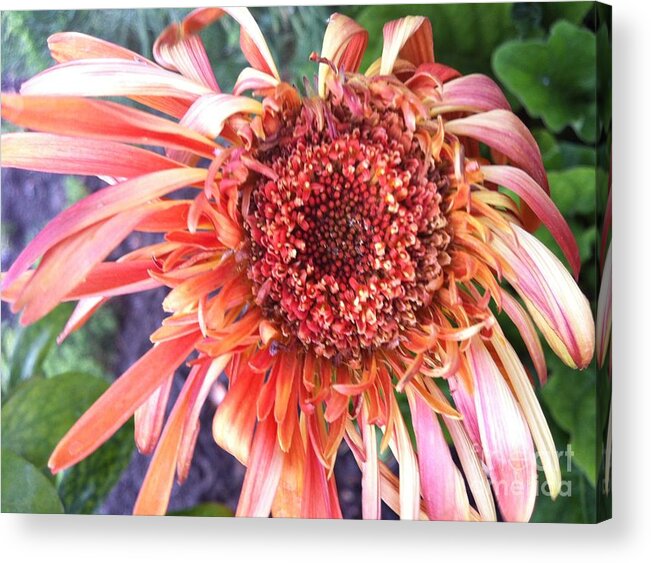 Red Flower Acrylic Print featuring the photograph Daisy in the Wind by Vonda Lawson-Rosa