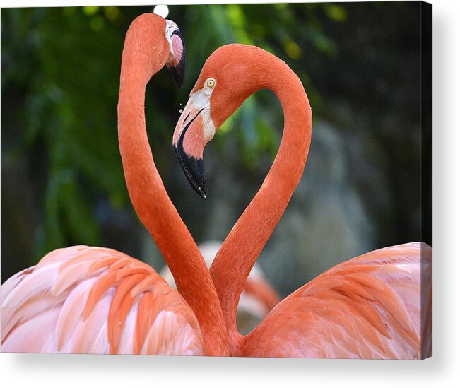 Flamingos Acrylic Print featuring the photograph Disconnected Heart by Fraida Gutovich