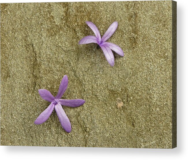 New York Botanical Garden Acrylic Print featuring the photograph Fallen Stars by Lynn Wohlers