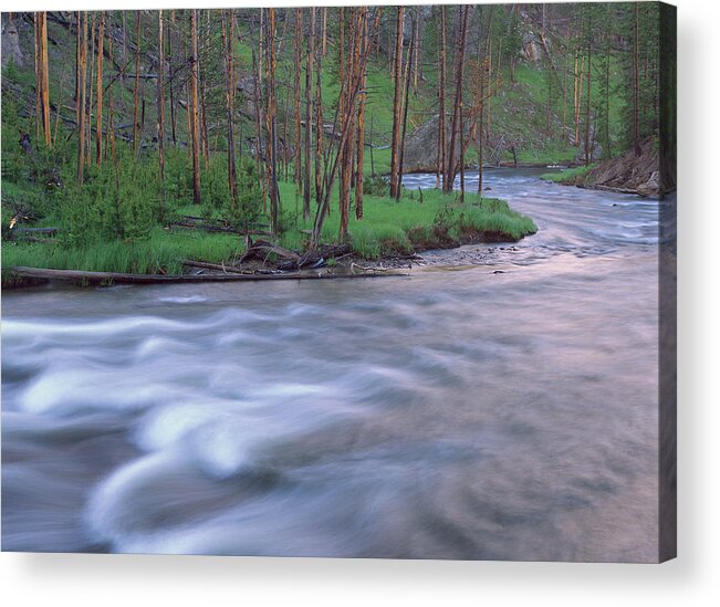 00173515 Acrylic Print featuring the photograph Gibbon River Rapids Yellowstone by Tim Fitzharris