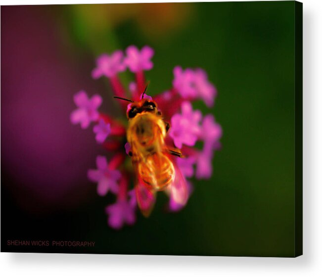 Nature Acrylic Print featuring the photograph Honey Bee by Shehan Wicks