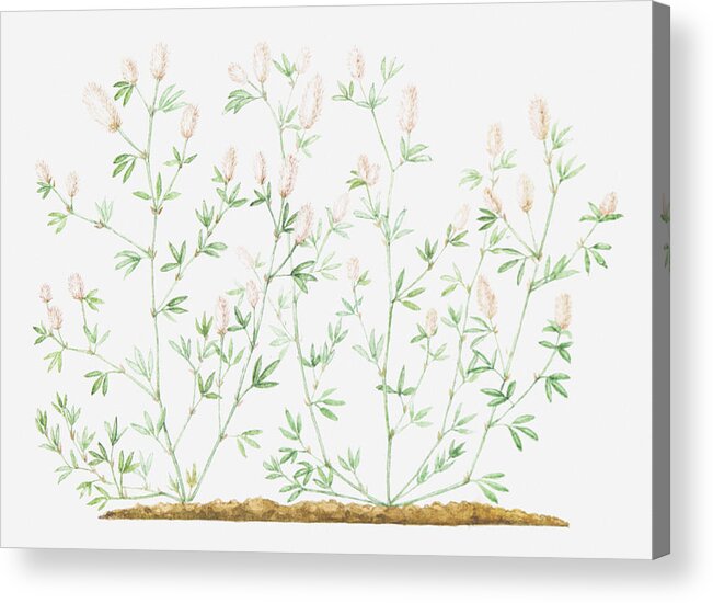 Horizontal Acrylic Print featuring the digital art Illustration Of Trifolium Arvense (hare's Foot Clover) by Helen Senior