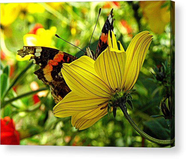 Butterfly Acrylic Print featuring the photograph I'm peaking at you by Kim Galluzzo