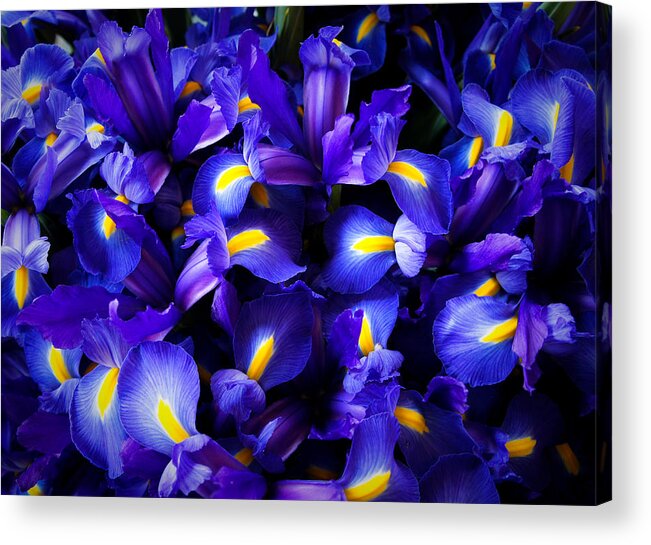 Pike Place Market Acrylic Print featuring the photograph Iris by Lynn Wohlers