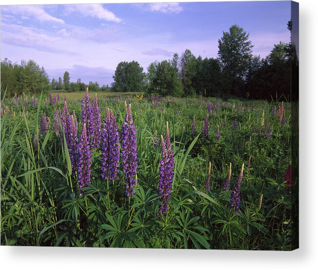 00174803 Acrylic Print featuring the photograph Lupine In Meadow Near Crescent Beach by Tim Fitzharris