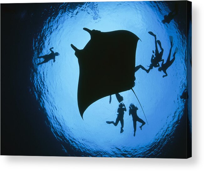 00124015 Acrylic Print featuring the photograph Manta Ray In Flower Garden Banks Nms by Flip Nicklin