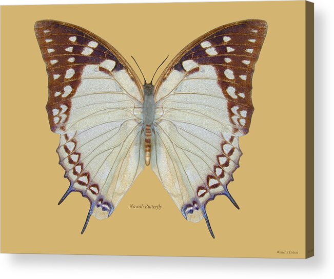 Nawab Butterfly Acrylic Print featuring the digital art Nawab Butterfly by Walter Colvin