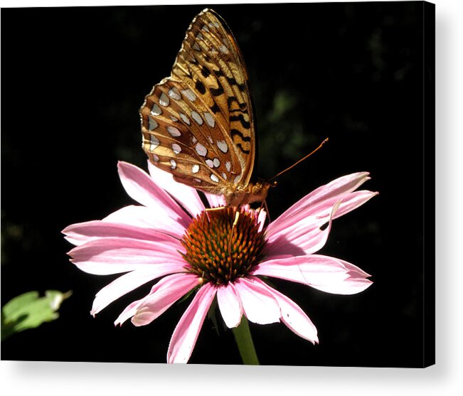 Butterfly Acrylic Print featuring the photograph One With Nature by Kim Galluzzo