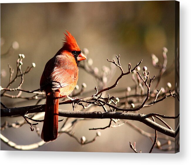 Cardinal Acrylic Print featuring the photograph Out on a Limb by Travis Truelove