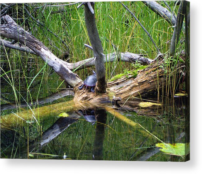 Painted Acrylic Print featuring the mixed media Painted Turtle on the Little Ausable River by Bruce Ritchie