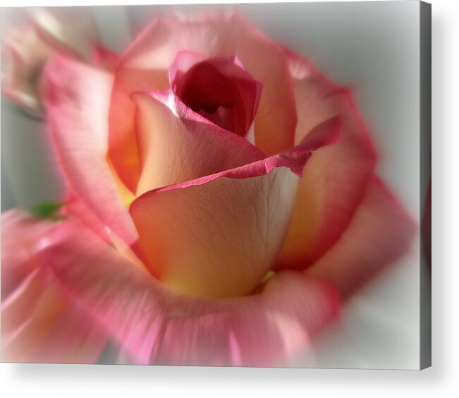 Rose Acrylic Print featuring the photograph Peace Rose by Ann Bridges