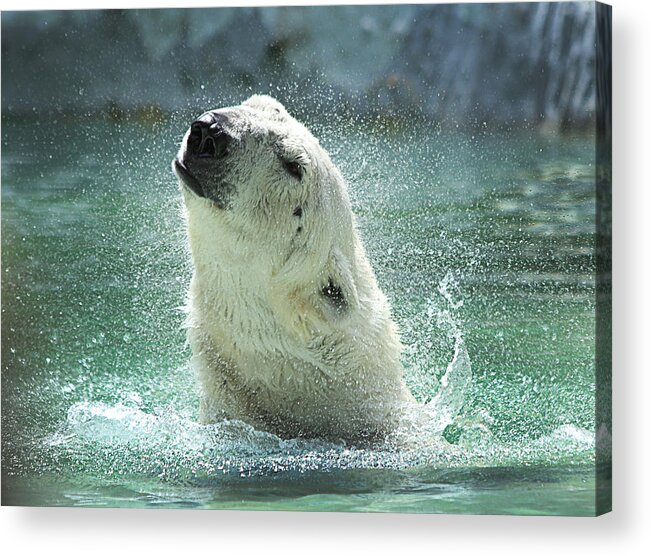 Polar Bear Acrylic Print featuring the photograph Polar Bear by Yosi Cupano