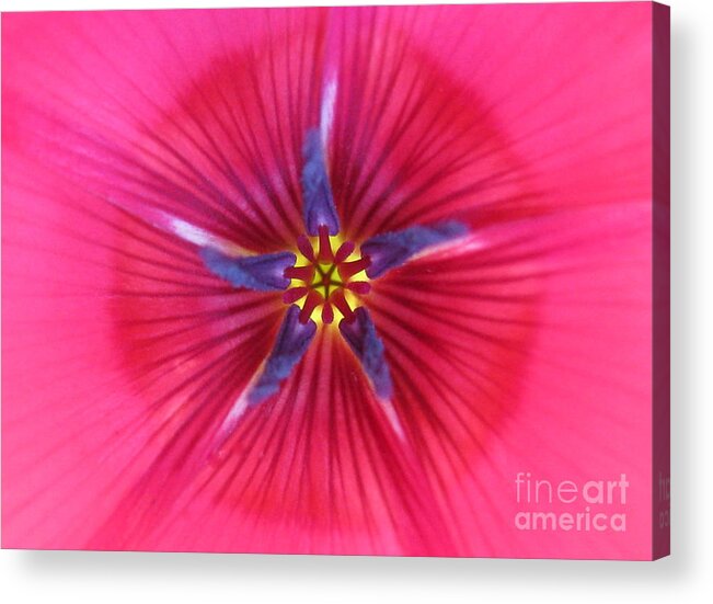 Flower Acrylic Print featuring the photograph Potential Photography by Holy Hands
