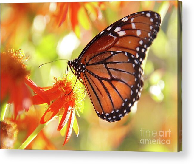 Butterflies Acrylic Print featuring the photograph Queen by Ken Williams