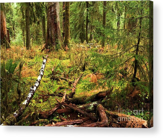 Hoh Rainforest Acrylic Print featuring the photograph Recycling In The Hoh by Adam Jewell