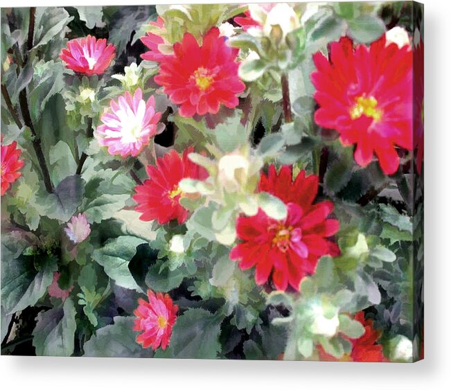 Flower Flowers Garden Flora Floral Nature Natural Bloom Blooms Blossoms Aster Asters Red Blossom Bouquet Arrangement Colorful Plant Plants Botanical Botanic Blooming Gardens Gardening Tropical Annual Annuals Perennial Perennials Bulb Bulbs Painting Paintings Illustration Illustrations Acrylic Print featuring the painting Red Asters by Elaine Plesser