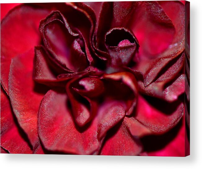 Carnation Acrylic Print featuring the photograph Red Carnation With Heart by Sandi OReilly