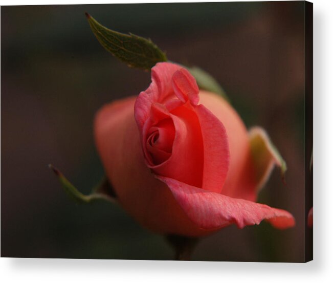 Rose Acrylic Print featuring the photograph Rose Bud One by Wanda Brandon