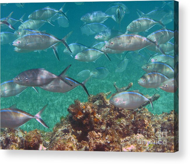 Fish Acrylic Print featuring the photograph School Is Out by Li Newton