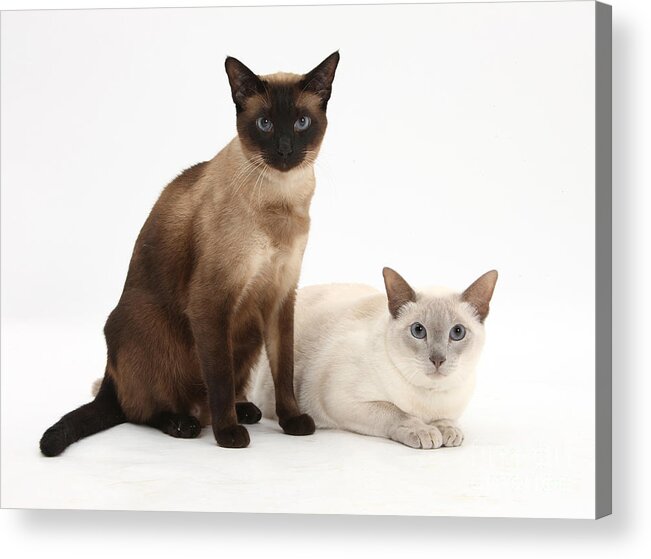 Siamese Acrylic Print featuring the photograph Siamese Cats by Mark Taylor