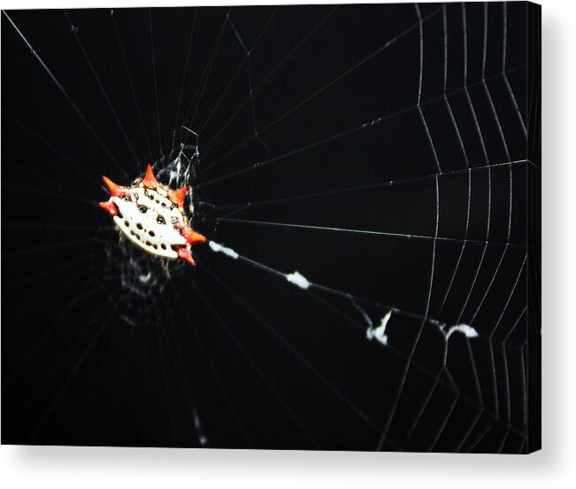 Crab Spider Acrylic Print featuring the photograph Smiley Crab Spider by Kristin Elmquist