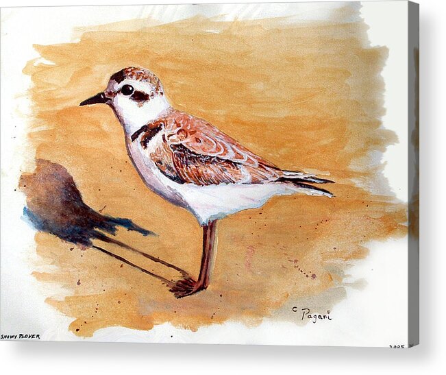 Bird Acrylic Print featuring the painting Snowy Plover by Chriss Pagani