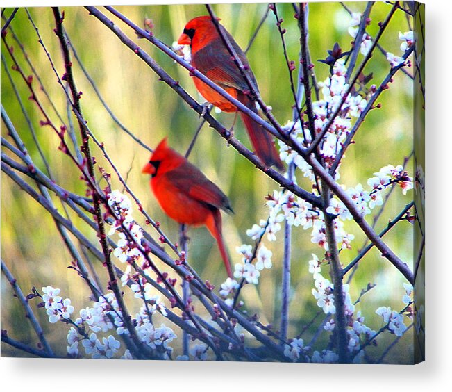 Nature Acrylic Print featuring the photograph Song of Spring by Judy Wanamaker