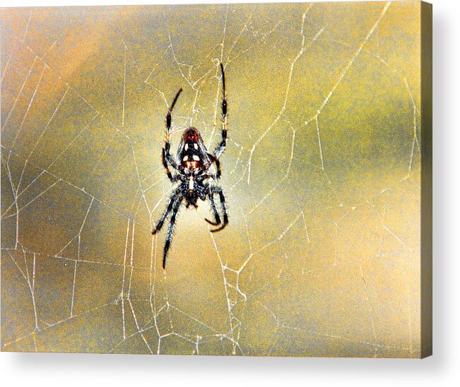Spider Acrylic Print featuring the photograph Spider by Helaine Cummins