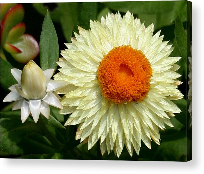 Flower Acrylic Print featuring the photograph StarBurst by Karen Harrison Brown