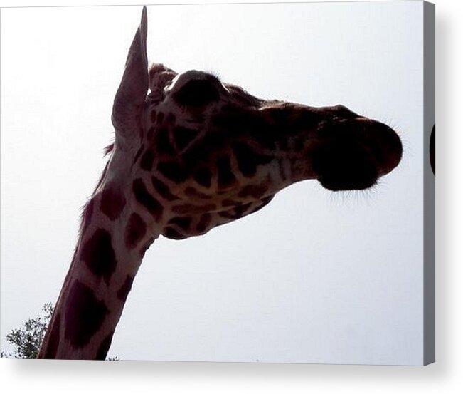 Giraffe Acrylic Print featuring the photograph Stretch by Kim Galluzzo Wozniak