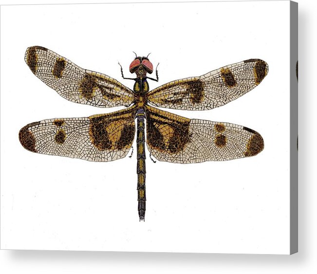 Dragonfly Acrylic Print featuring the painting Study of a Banded Pennant Dragonfly by Thom Glace