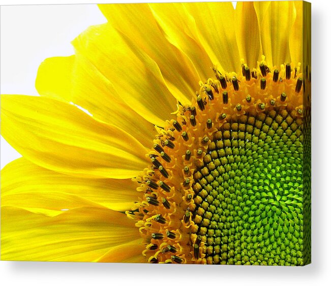 Sunflower Acrylic Print featuring the photograph Sunflower Segments by Bruce Carpenter