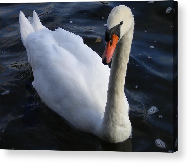 Coletteguggenheim Acrylic Print featuring the photograph Swan flying in the water Denmark by Colette V Hera Guggenheim