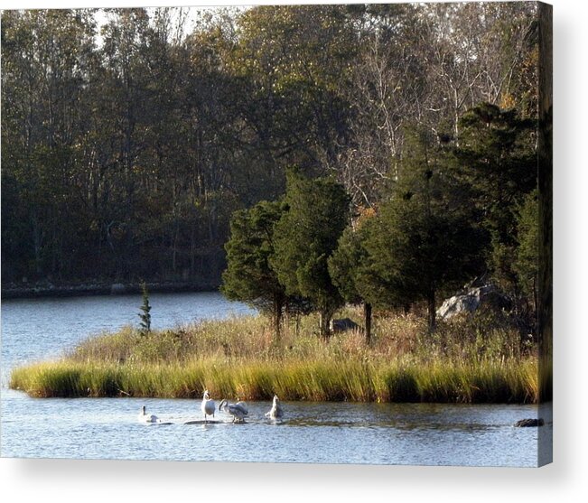 Swans Acrylic Print featuring the photograph Swan Scenery by Kim Galluzzo Wozniak